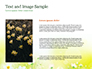 Daffodils slide 15