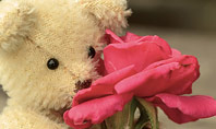 Teddy Bear with a Rose Presentation Template