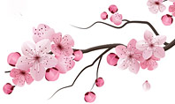 Sakura Presentation Template