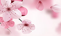 Delicate Sakura Flowers Presentation Template