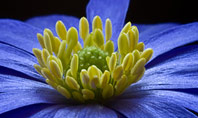 Blue Flower Presentation Template
