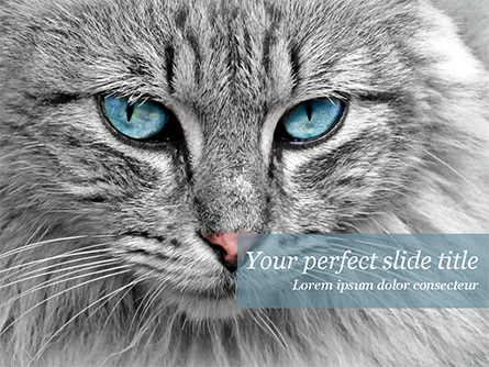 Cat with Blue Eyes Presentation Template, Master Slide