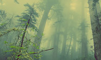 Dark Forest Presentation Template