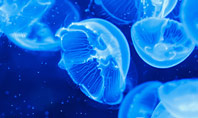 Group of Bioluminescent Jellyfish Presentation Template