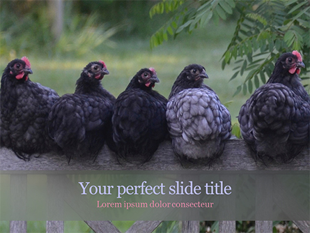 Several Hens are Sitting on Fence Presentation Template, Master Slide