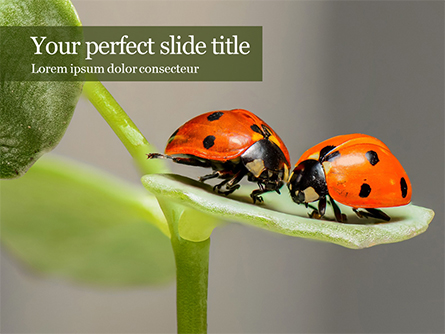 Insects Communication Presentation Template, Master Slide