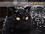 Beautiful Black Cat slide 1