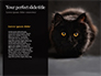 Beautiful Black Cat slide 9