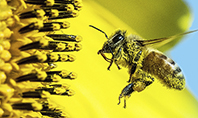 Bee Flies to Sunflower Presentation Template