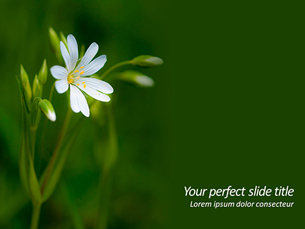 White Flower Close-up Presentation Template, Master Slide