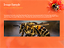 Bumblebee on Flower slide 10