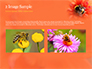 Bumblebee on Flower slide 11