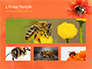 Bumblebee on Flower slide 13