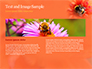 Bumblebee on Flower slide 14