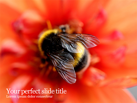 Bumblebee on Flower Presentation Template, Master Slide