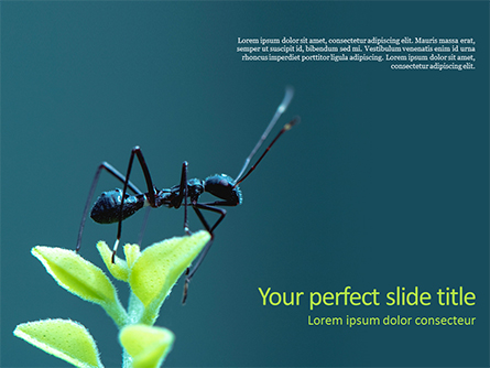 Black Ant Presentation Template, Master Slide