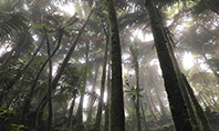 Tropical Rainforest Presentation Template