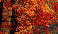Beautiful Autumn Forest Presentation Template