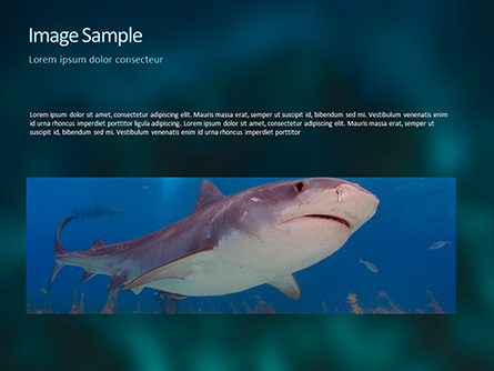 Whale Shark Presentation Template for PowerPoint and Keynote | PPT Star