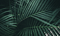 Palm Leaves Presentation Template