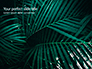 Palm Leaves slide 1