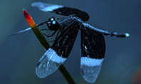 Dragonfly on a Stalk Presentation Template