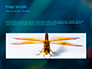 Dragonfly on a Stalk slide 10