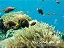 Underwater Photo of Coral Reef slide 1