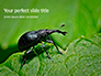 Snout Beetle slide 1