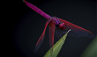 Pink Dragonfly Presentation Template