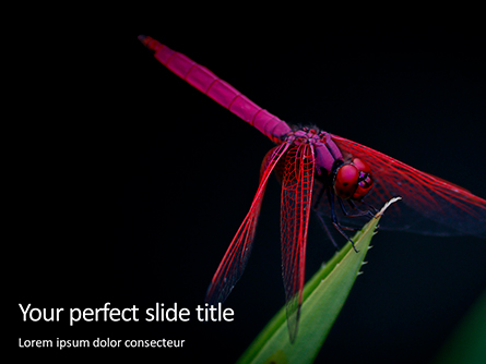 Pink Dragonfly Presentation Template, Master Slide