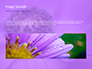 Purple Anemones slide 10