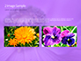 Purple Anemones slide 11