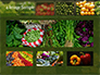 Vegetable Shop slide 13