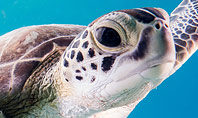 Marine Turtle Presentation Template