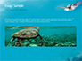 Marine Turtle slide 10