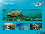 Marine Turtle slide 13