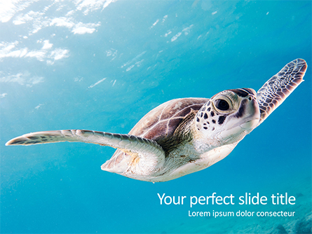 Marine Turtle Presentation Template, Master Slide