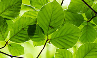 Green Tree Leaves in Sunlight Presentation Presentation Template