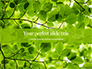 Green Tree Leaves in Sunlight Presentation slide 1