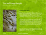 Green Tree Leaves in Sunlight Presentation slide 15