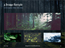 Spruce-Fir Forest Presentation slide 13