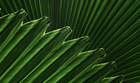 Leaves of the Fan Palm Presentation Presentation Template