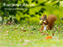 A Squirrel Gnaws a Nut Presentation slide 1