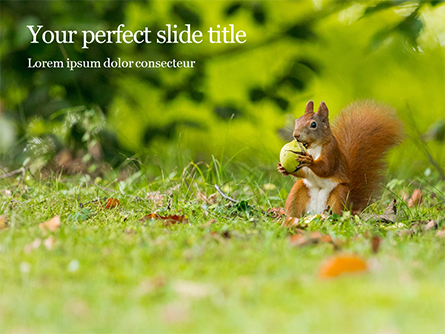 A Squirrel Gnaws a Nut Presentation Presentation Template, Master Slide