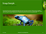 Northern Dwarf Tree Frog Presentation slide 10