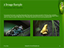 Northern Dwarf Tree Frog Presentation slide 11