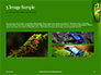 Northern Dwarf Tree Frog Presentation slide 12