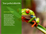 Northern Dwarf Tree Frog Presentation slide 9