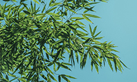 Bamboo Leaves on Blue Background Presentation Presentation Template